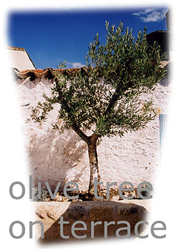 44/olivetree.jpg